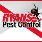 services spiders pest control wollongong