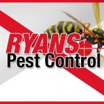 services wasps pest control wollongong